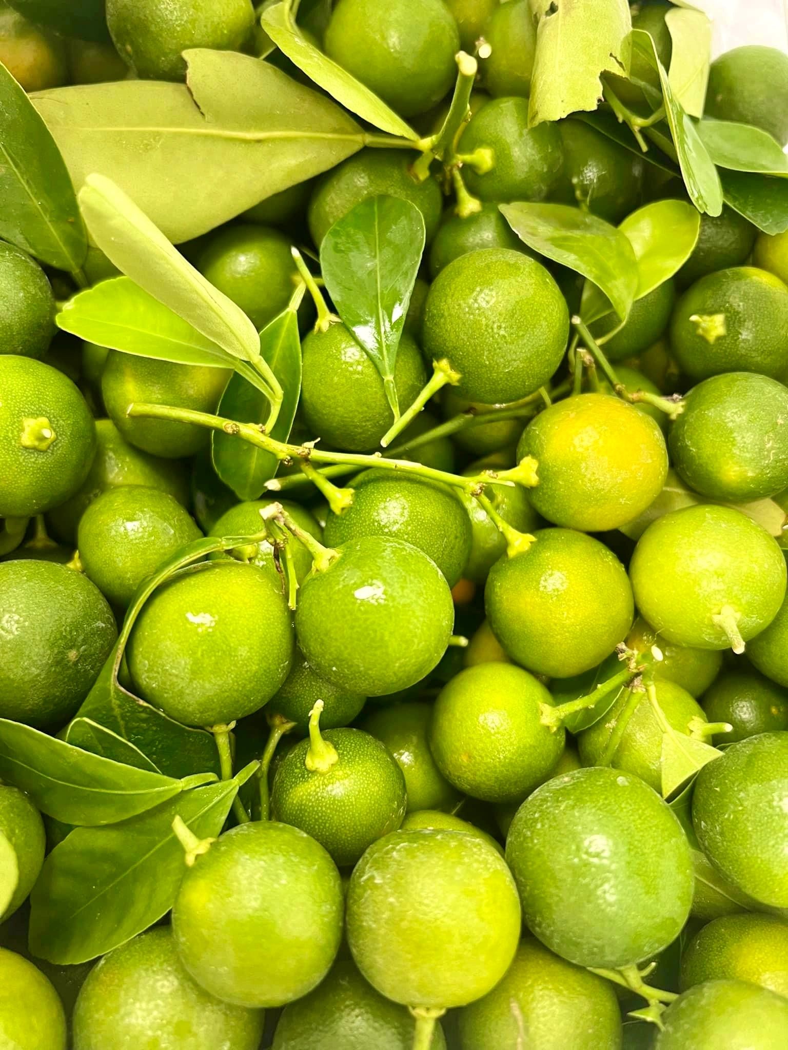 Fresh green citrus with leaves