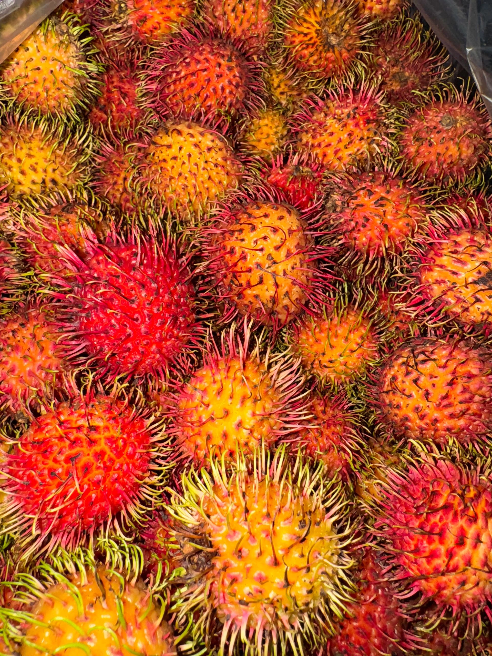 A colorful display of red and golden rambutans