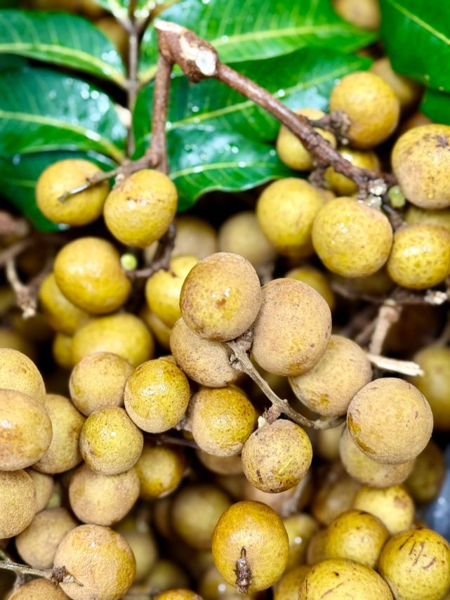 Longan with fresh leaves